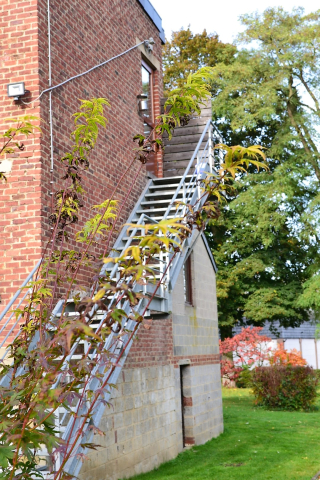 DSC_0035.JPG les Glycines